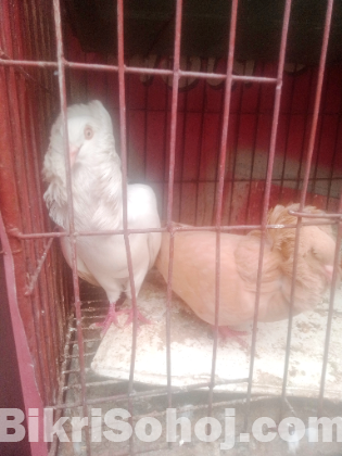 রানিং জেকোবিন কবুতর